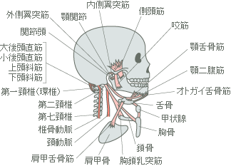 顎の周辺図