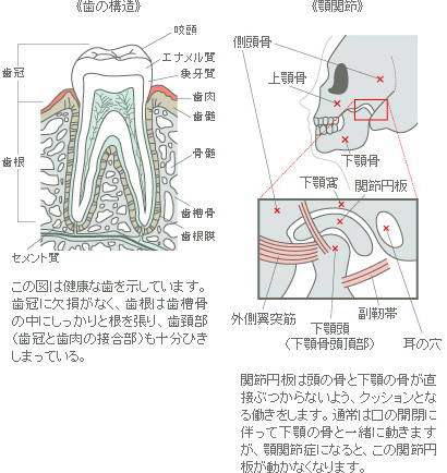 歯の構造